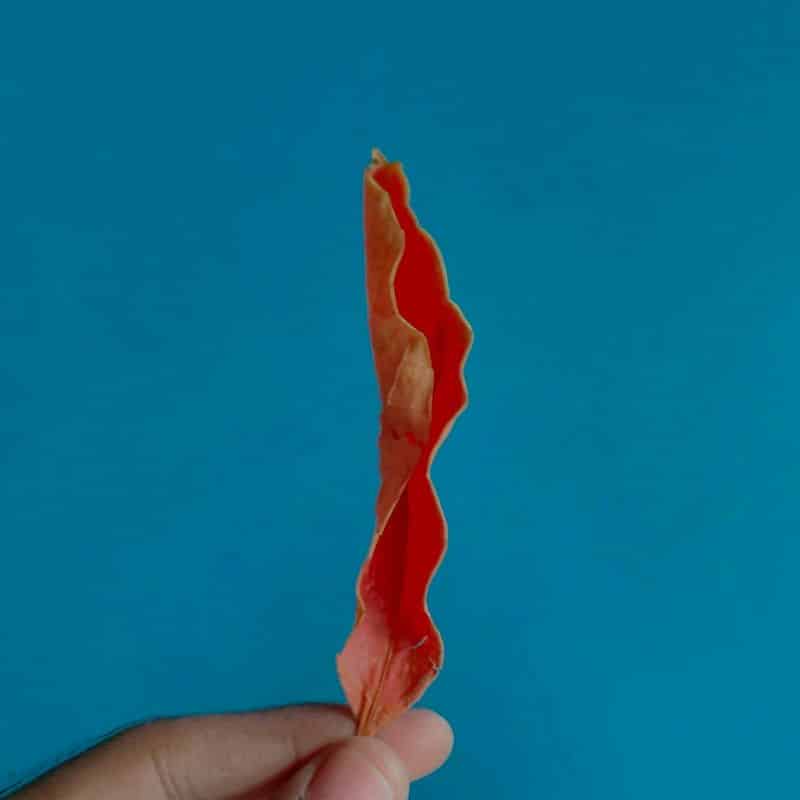 ¿Qué significa la prueba de colesterol en sangre?