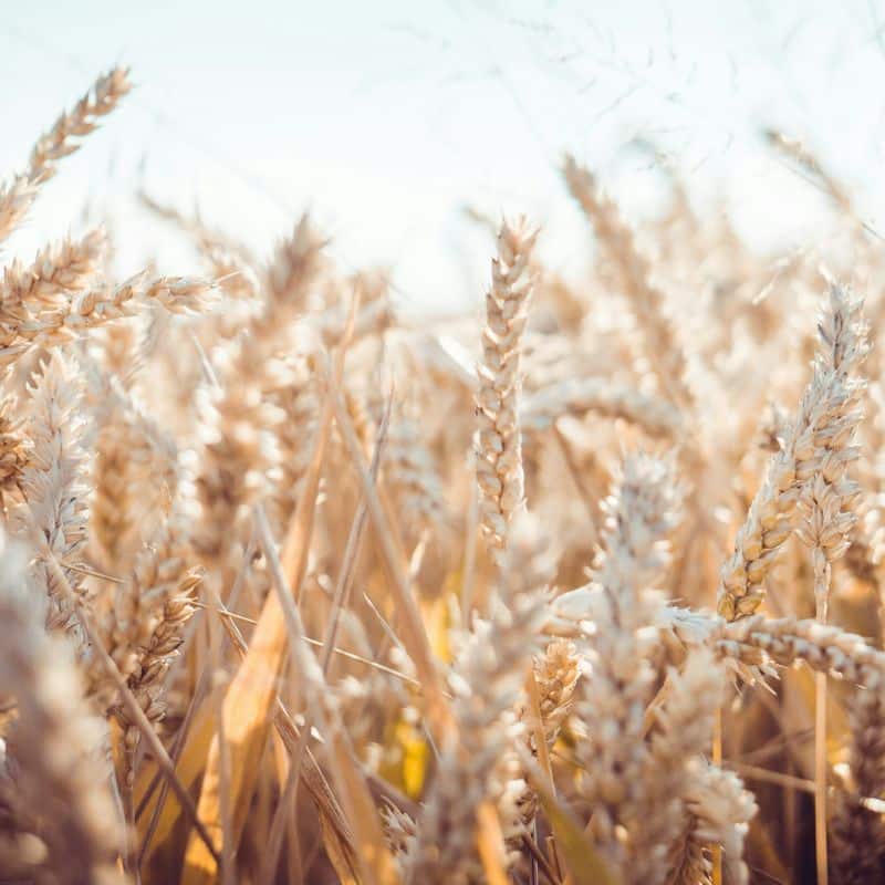 Tu estudio genético de enfermedad celiaca, en VIVOLABS.