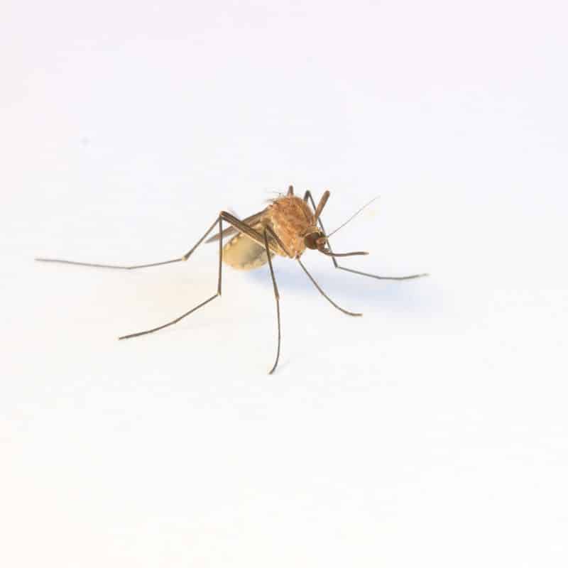 Enfermedades transmitidas por mosquitos.