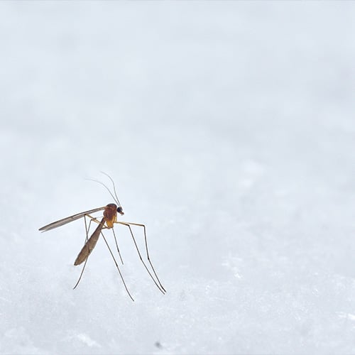 Los mosquitos pueden causar muchas enfermedades vectoriales.
