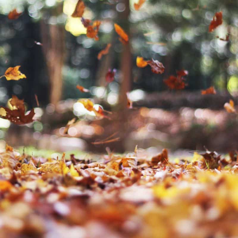 Enfermedades comunes en otoño: ¿cuáles son?