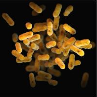 Microbiota: función, definiciones, disbiosis y mucho más.
