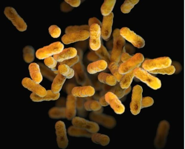 Microbiota: función, definiciones, disbiosis y mucho más.