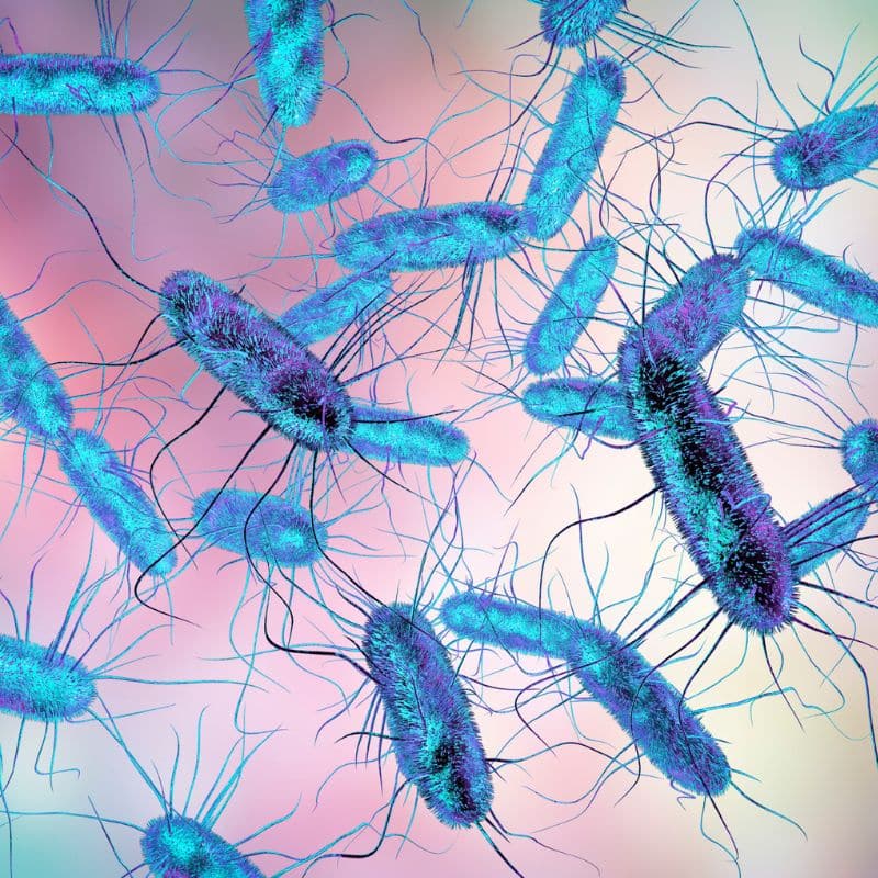 ¿Qué es la microbiota intestinal?