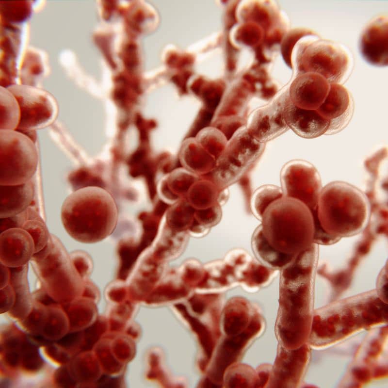 Enfermedades causadas por hongos, en VIVOLABS.