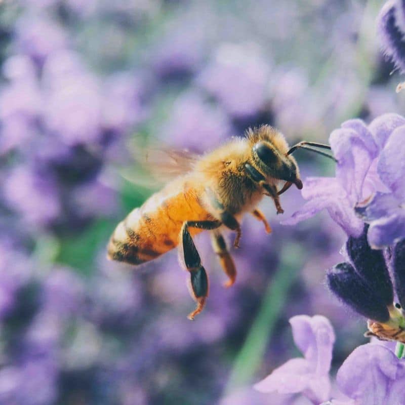 Alergia a picaduras de insecto: causas, síntomas y tratamiento.