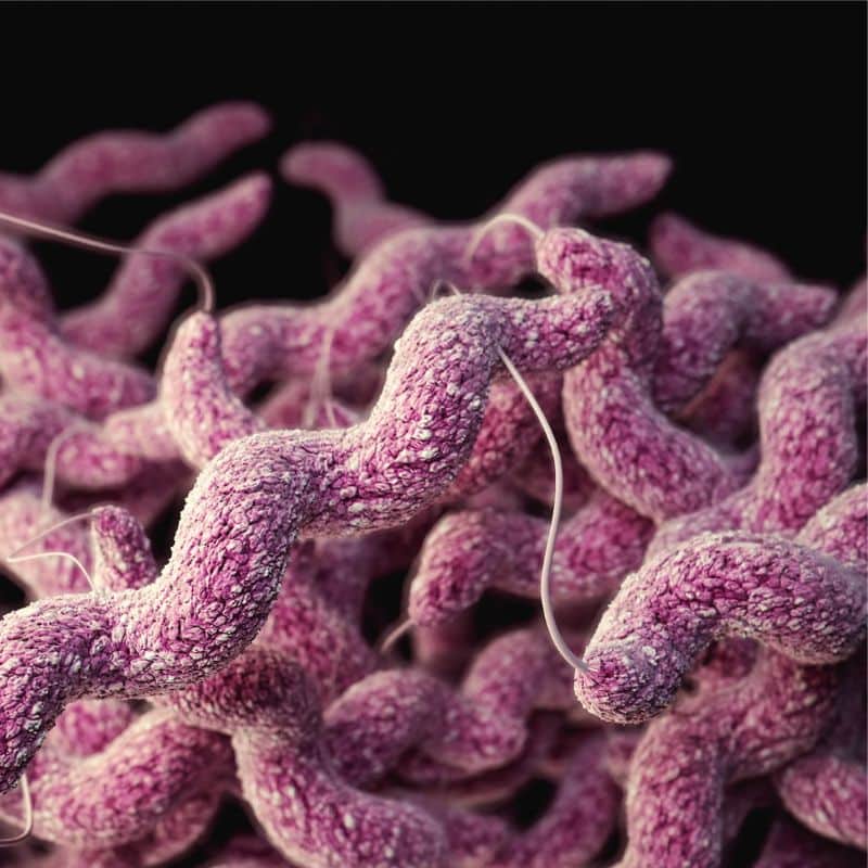 Causas, síntomas y tratamiento de la infección por Campylobacter o campilobacteriosis.