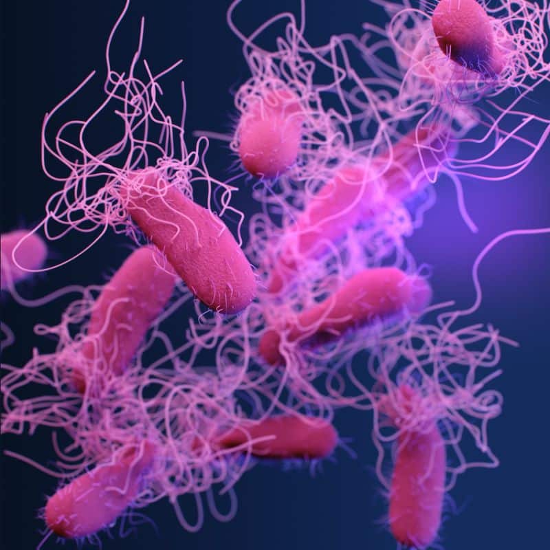 Infección por Helicobacter pylori.