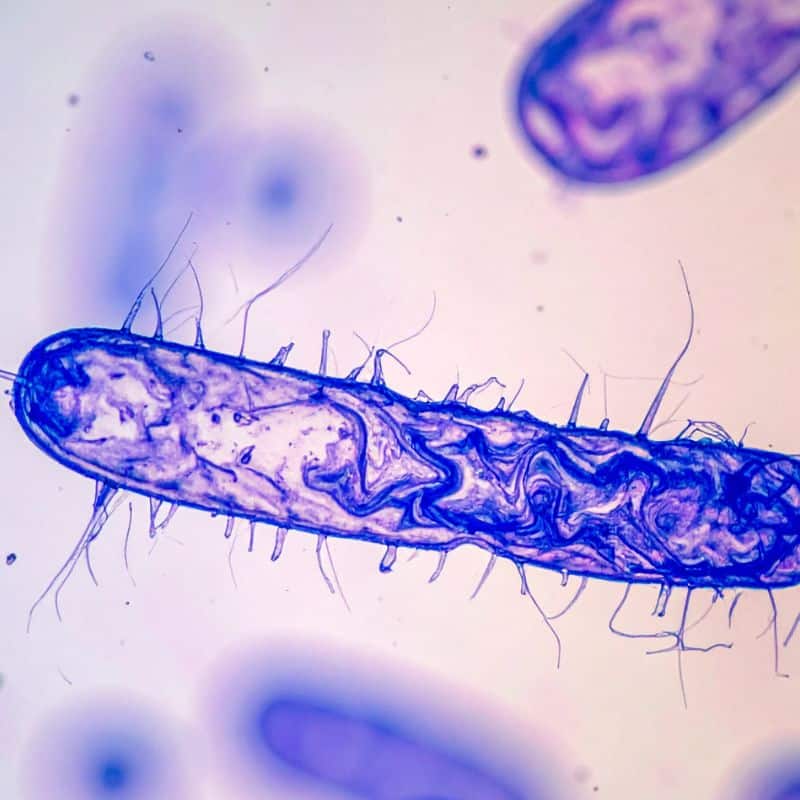 Infección por Blastocystis hominis; causas, síntomas y tratamiento.