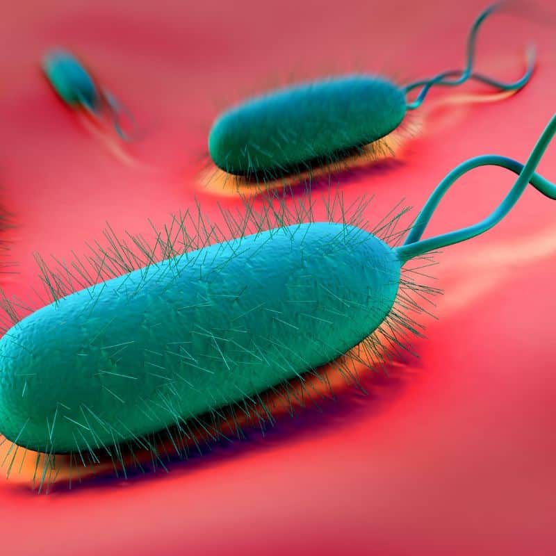 ¿Cuáles son los síntomas más comunes de la infección por Helicobacter pylori?