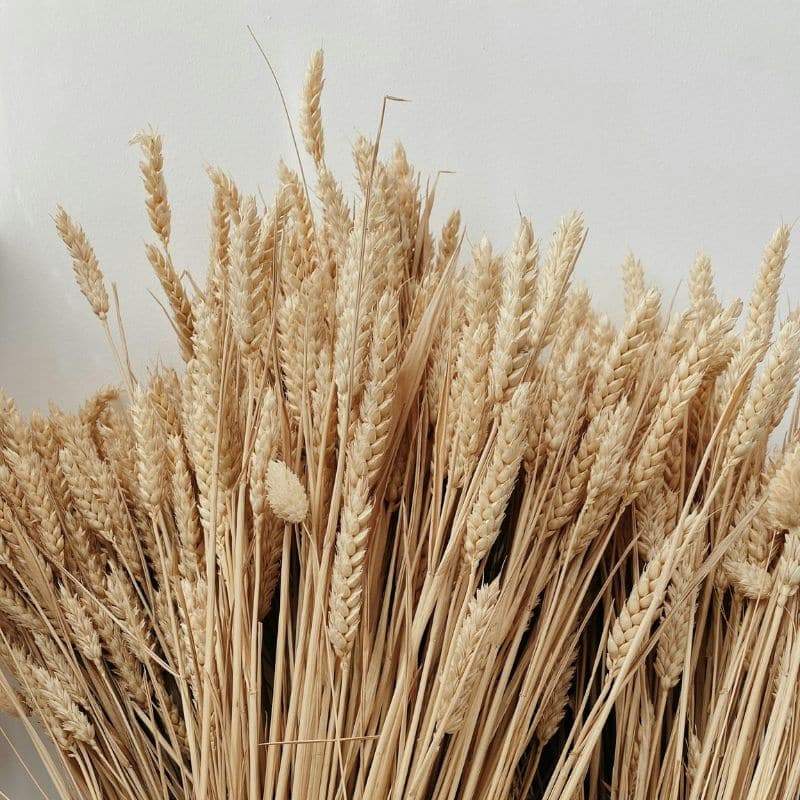 Deficiencias nutricionales y enfermedad celiaca: ¿cuál es la relación?