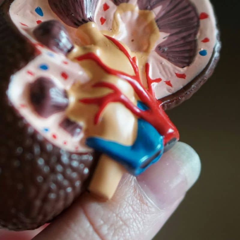 Enfermedad renal crónica: causas, síntomas y tratamiento.