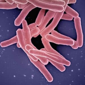 Estudio avanzado de microbiota y disbiosis, en VIVOLABS.