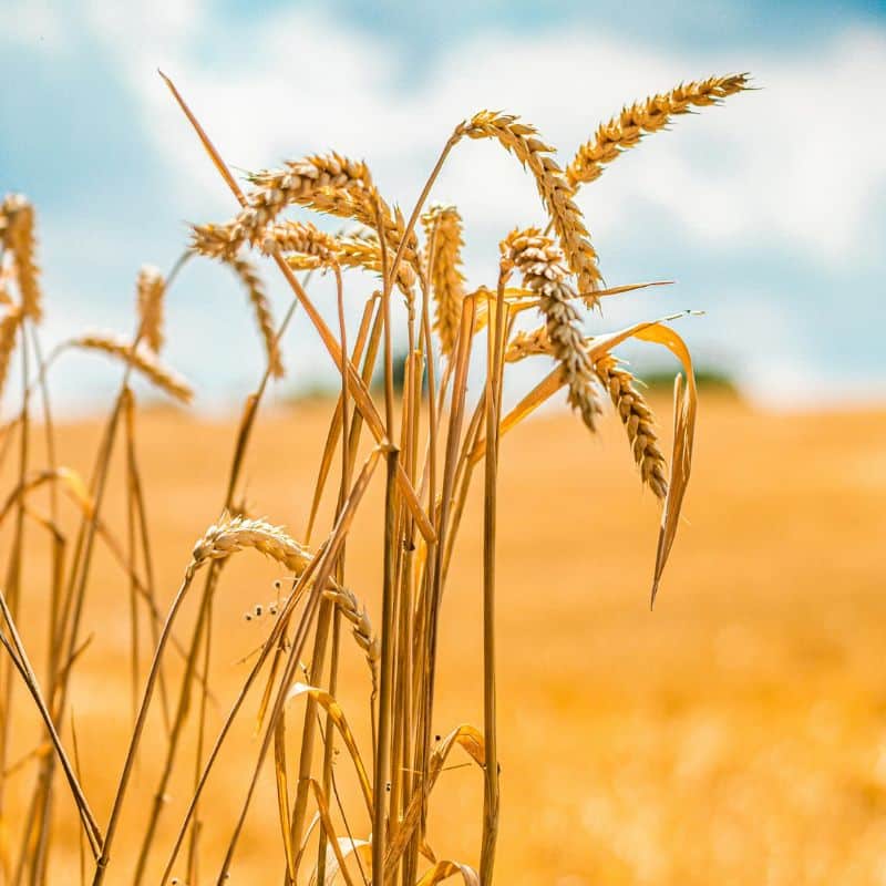 Estudio Genético de Enfermedad Celiaca