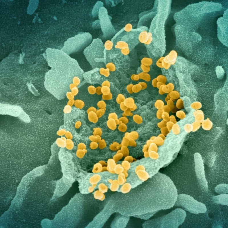 Pruebas de microbiota intestinal, oral y vaginal, al mejor precio.