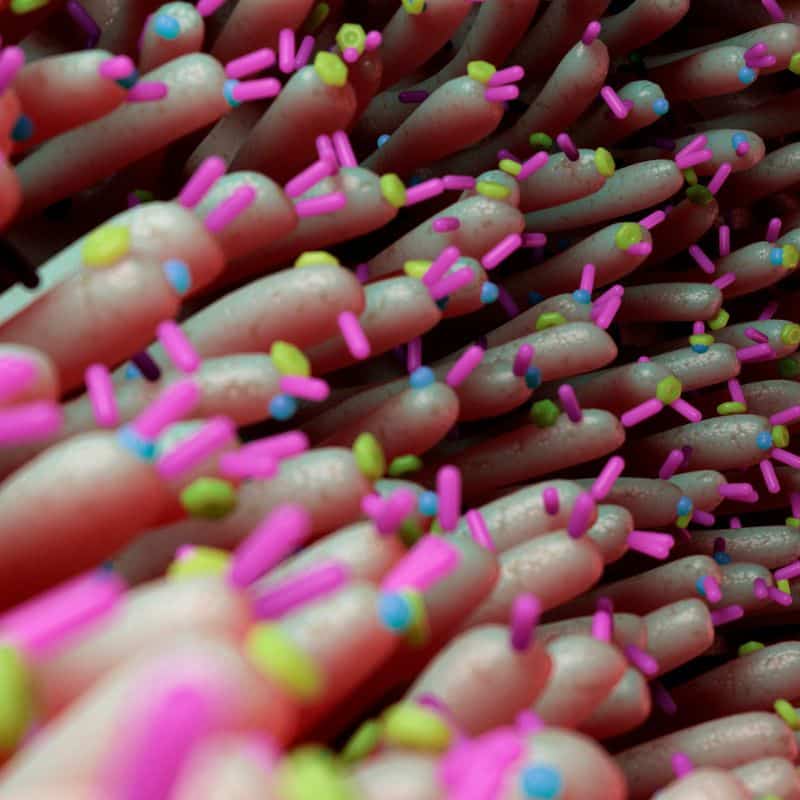 Precio de prueba de microbiota intestinal. ¿Cuál es?