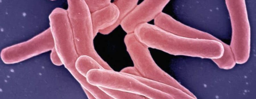 Estudio avanzado de microbiota y disbiosis, en VIVOLABS.