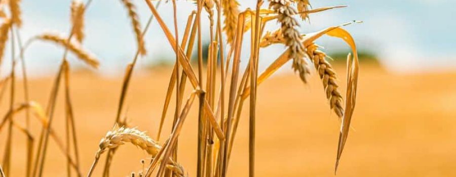 Compra tu análisis genético de enfermedad celiaca en VIVOLABS, al mejor precio.