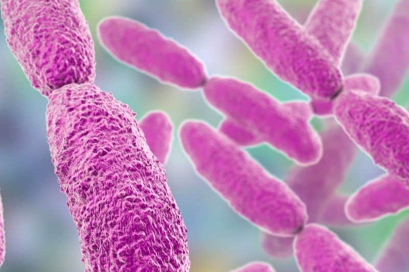 estudios-microbiota-mejor-precio