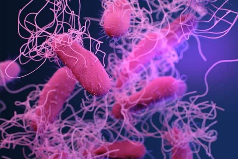 Infección por Helicobacter pylori.