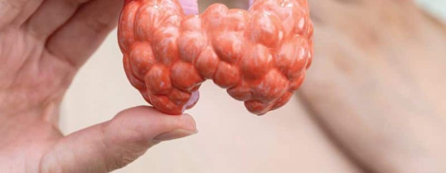 Perfil de hipotiroidismo e hipertiroidismo, el más completo, en VIVOLABS.