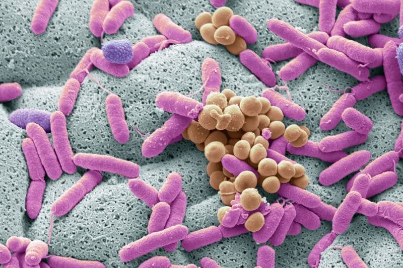 Prueba genética de microbiota, al mejor precio, con toma de muestra desde la comodidad del hogar.