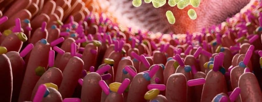 Test genético de microbiota desde casa, comprar al mejor precio.